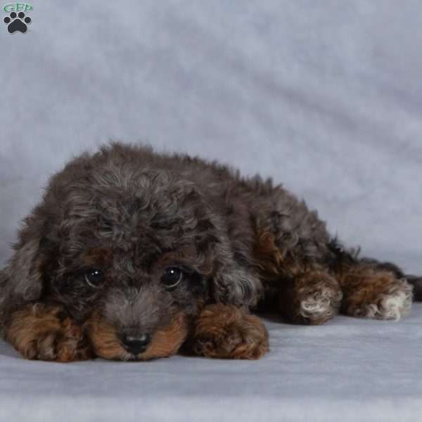 Mystery, Miniature Poodle Puppy